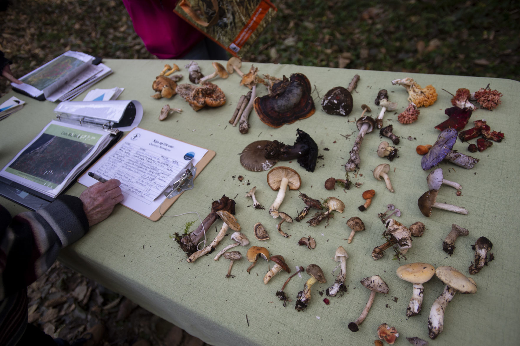 Coast Range Watch Mushroom Walk